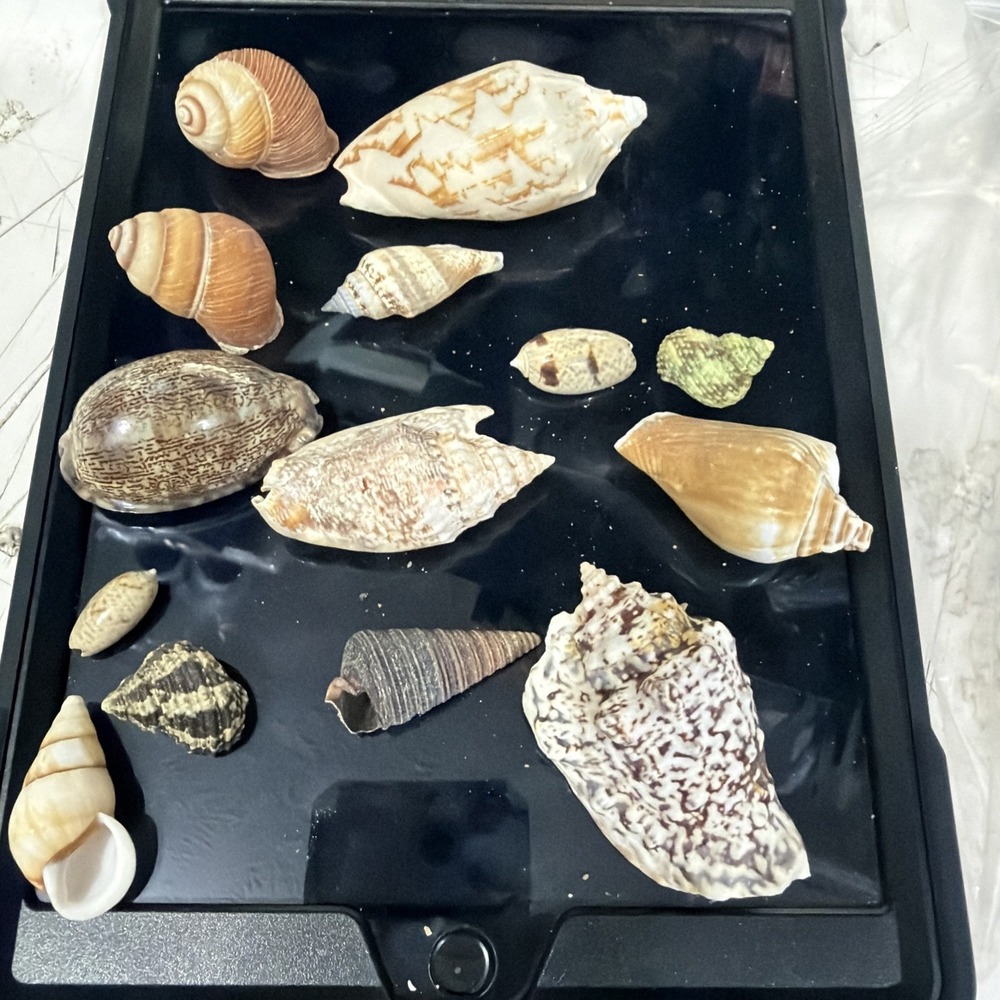 Crab Shells Turbo Shells 12+pcs Assorted Turbo Shells Handpicked Hermit - Picture 2 of 4